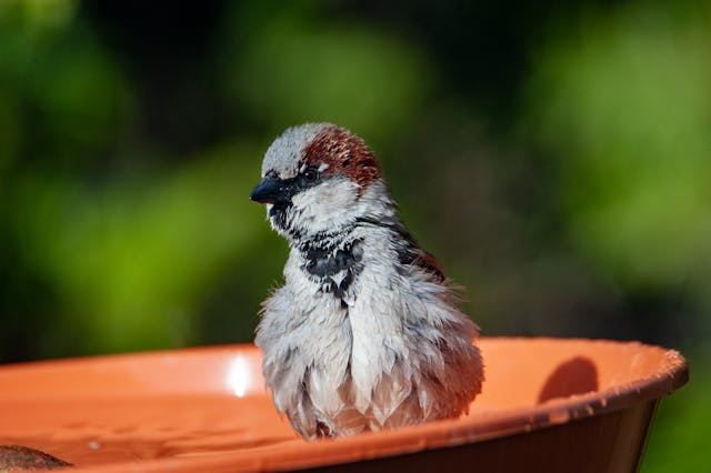 small bird in an orange bird bath